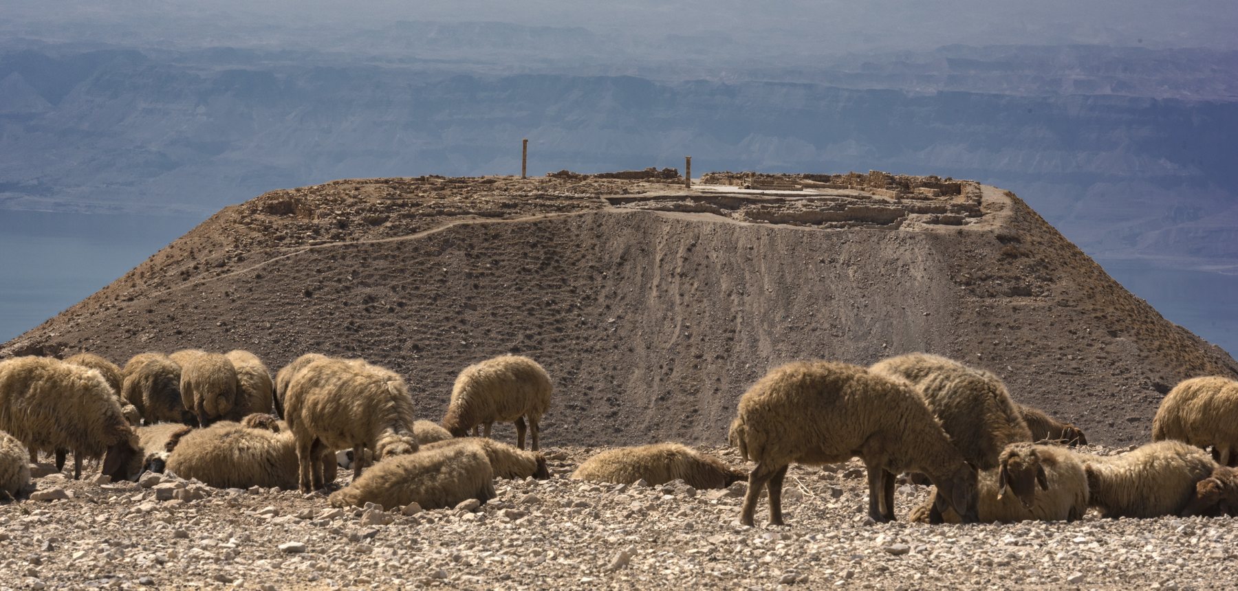 The hilltop citadel of Machaerus above the Dead Sea, with grazing sheep in the foreground and the two re-erected Herodian columns visible on the summit.